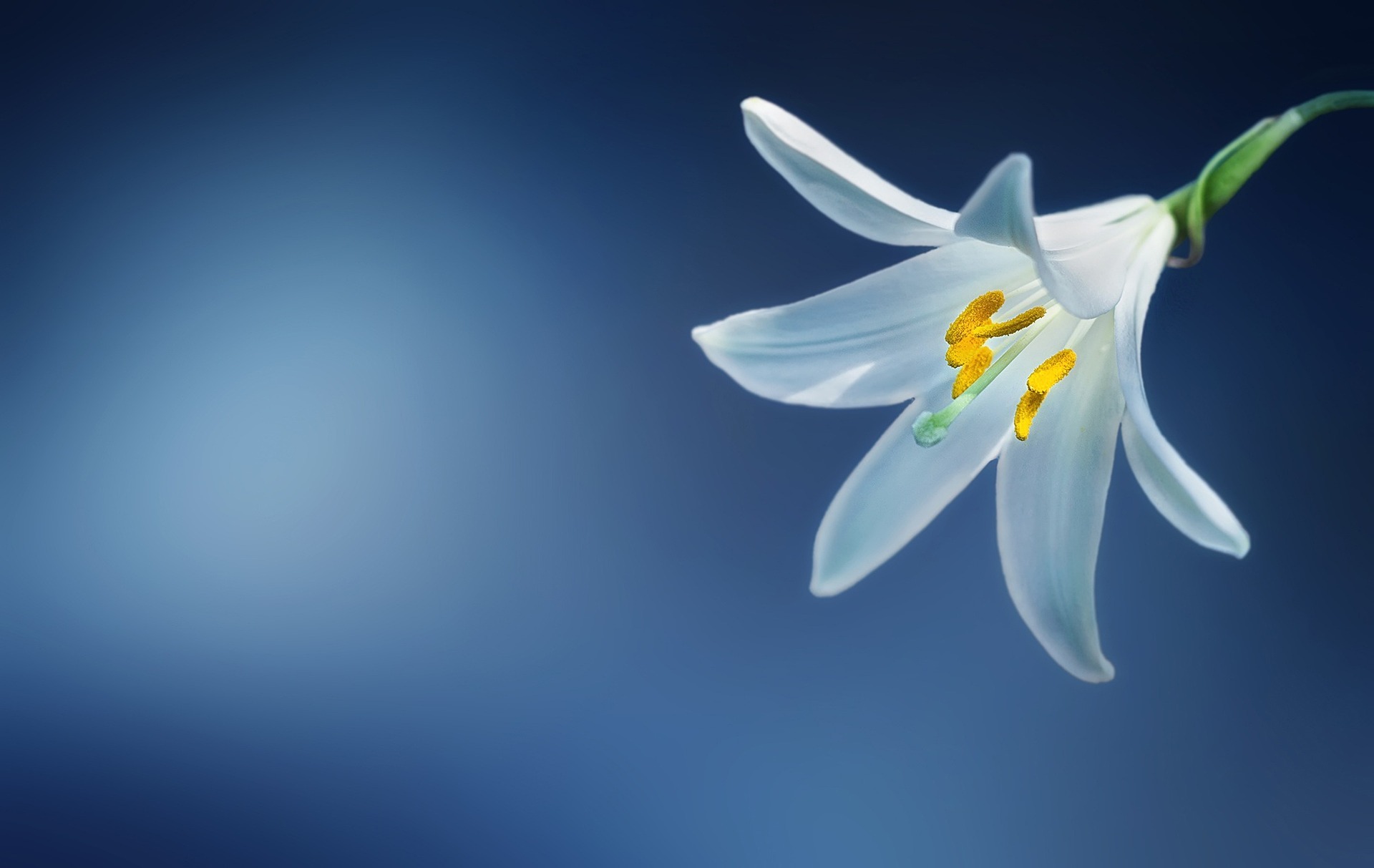 White lily symbolising grief